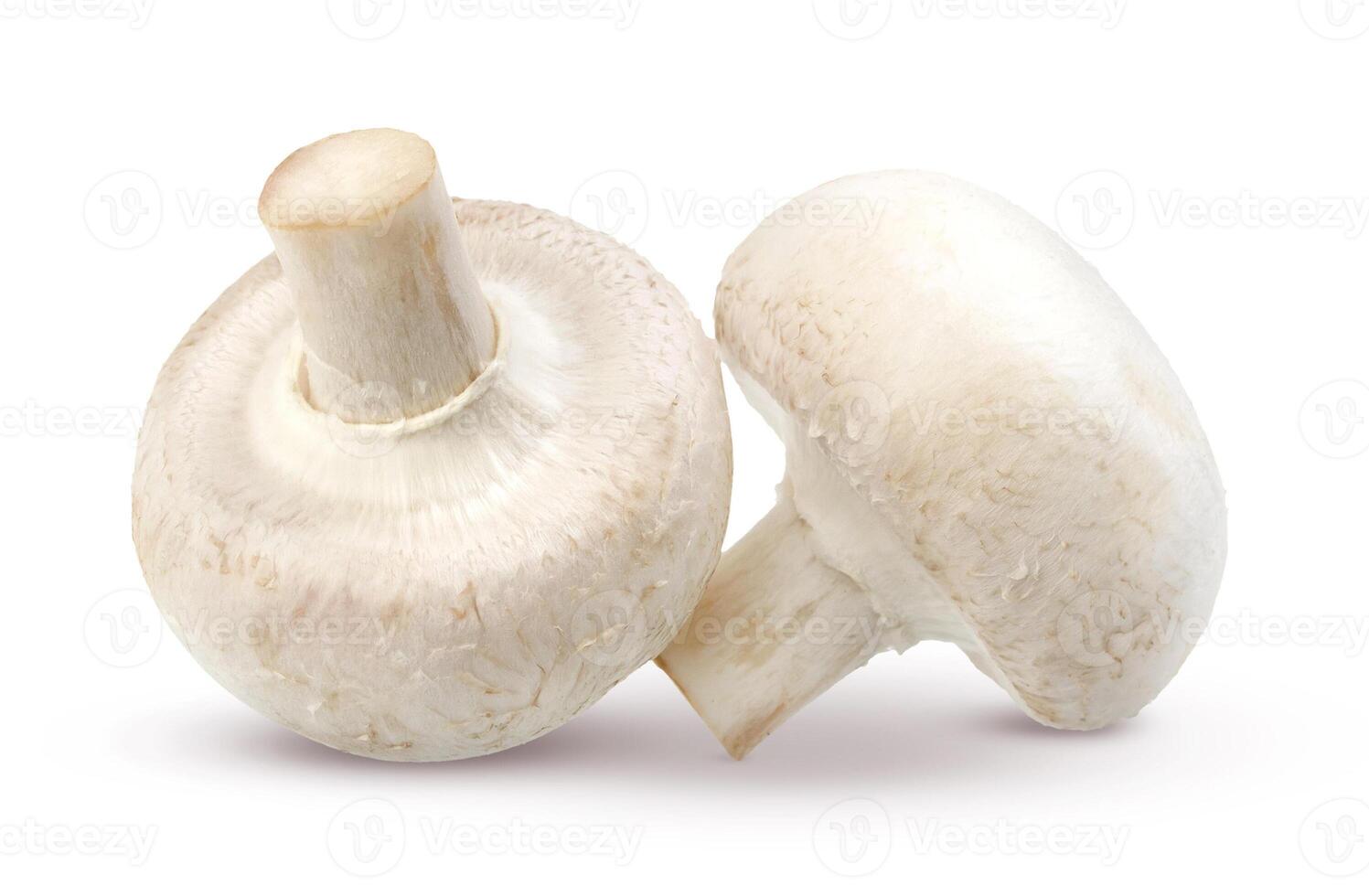 Mushroom isolated on white background photo