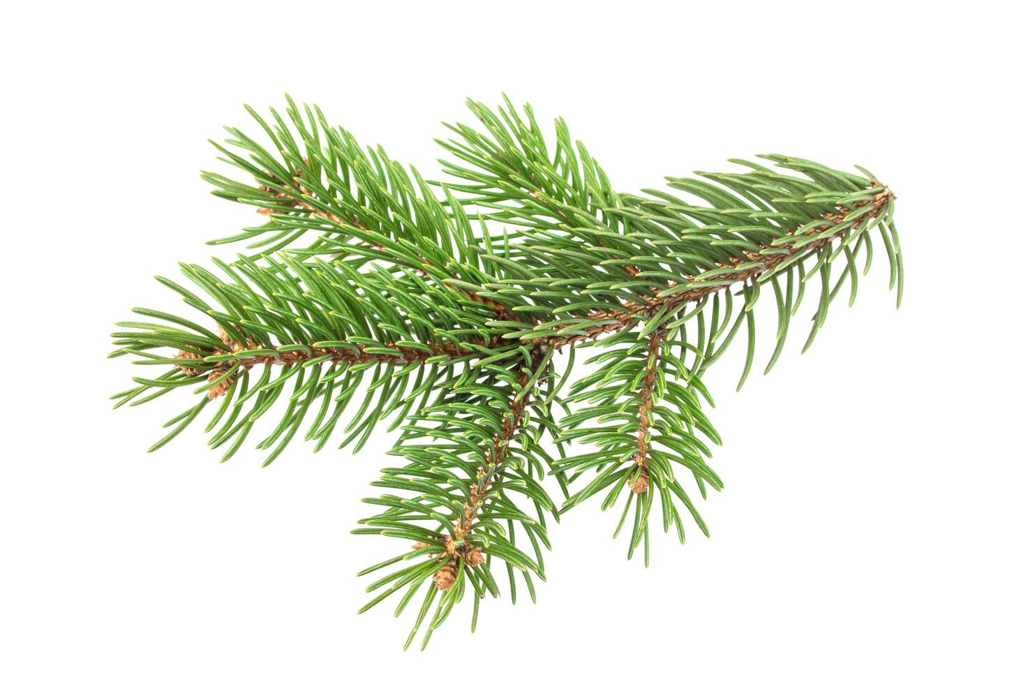 Fir tree branch isolated on white background photo