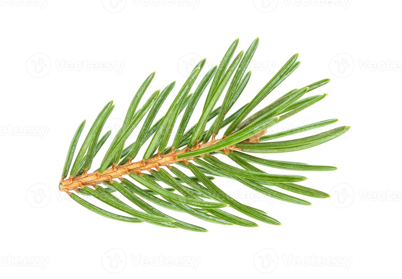 Close-up of Christmas tree branches isolated on white background photo