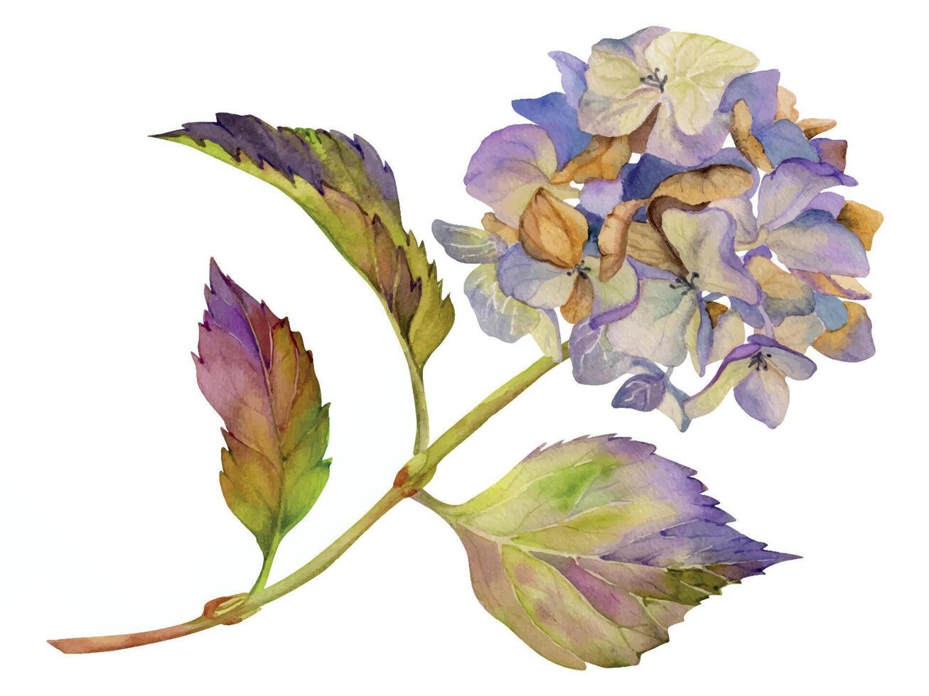 mano dibujado acuarela ilustración desgastado boho botánico flores hojas. hortensia hortensia púrpura marchito inflorescencia tallos. composición aislado en blanco antecedentes. diseño boda, amor tarjetas vector