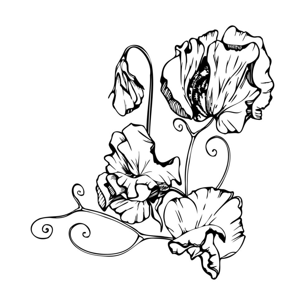 Hand drawn vector graphic ink illustration botanical flowers leaves. Sweet everlasting pea, vetch bindweed legume. Branch bouquet isolated on white background. Design wedding, love cards, floral shop