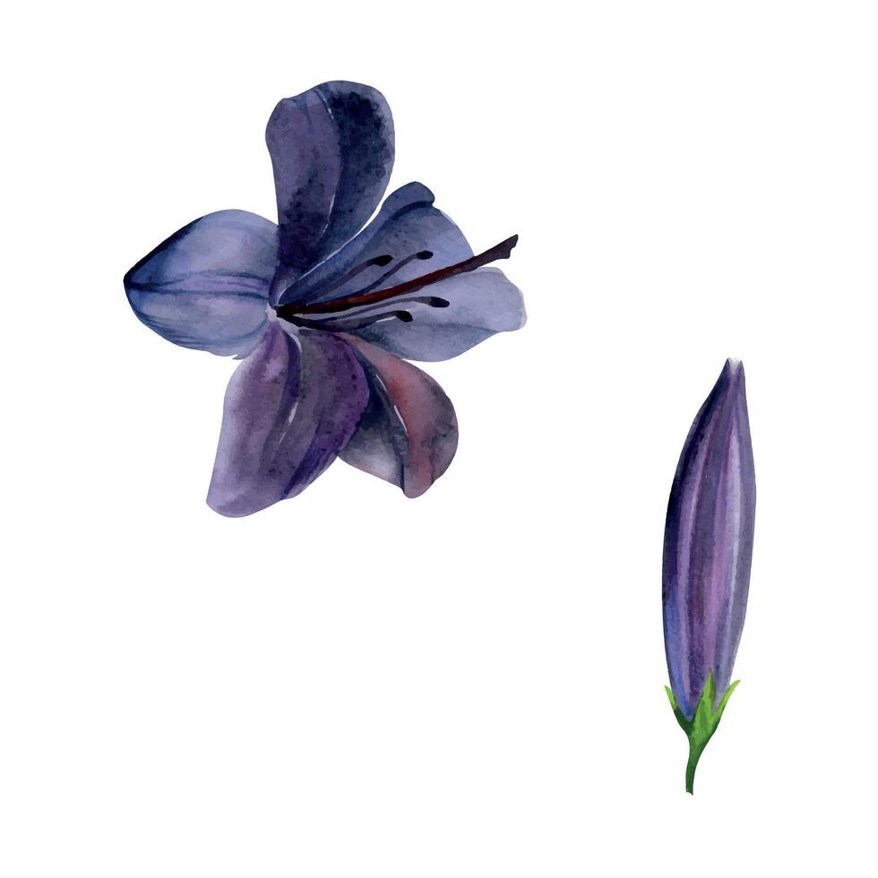 Hand drawn watercolor illustration botanical flowers. Dark lily daffodil clivia amaryllis hibiscus belladonna canna hippeastrum. Single object isolated on white background. Design wedding, love cards vector