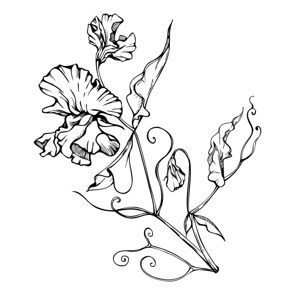 Hand drawn vector graphic ink illustration botanical flowers leaves. Sweet everlasting pea, vetch bindweed legume. Branch bouquet isolated on white background. Design wedding, love cards, floral shop