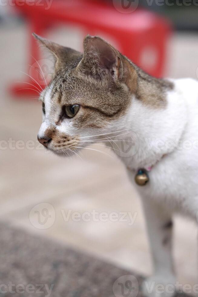 Close up view of white and grey Domestic Cat, Indonesian local pet with selective focus on its face. Side looking view photo