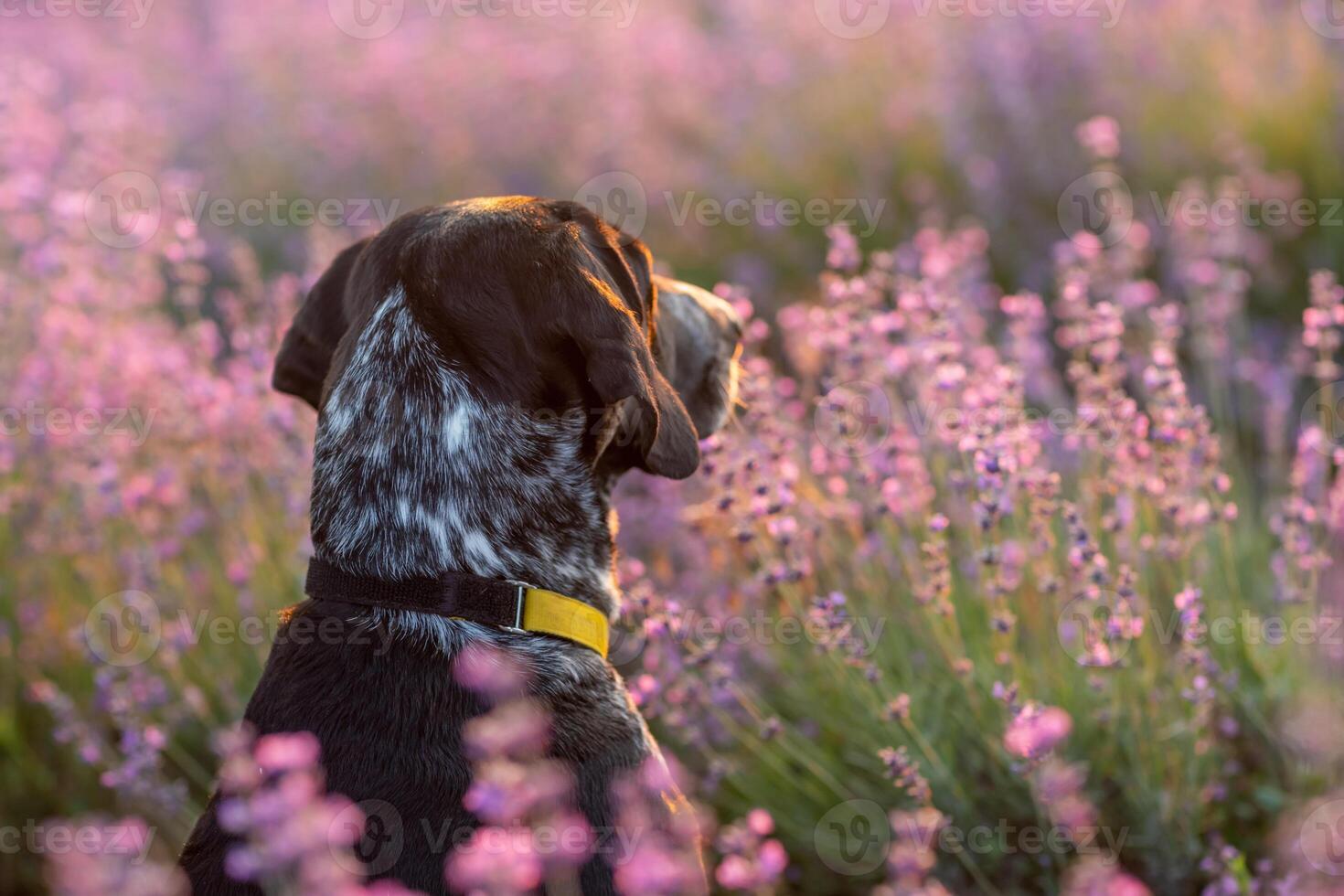 Dog sits in picturesque lavender field. Flower-filled landscape black and white dog sitting in a field of purple lavander flowers. photo