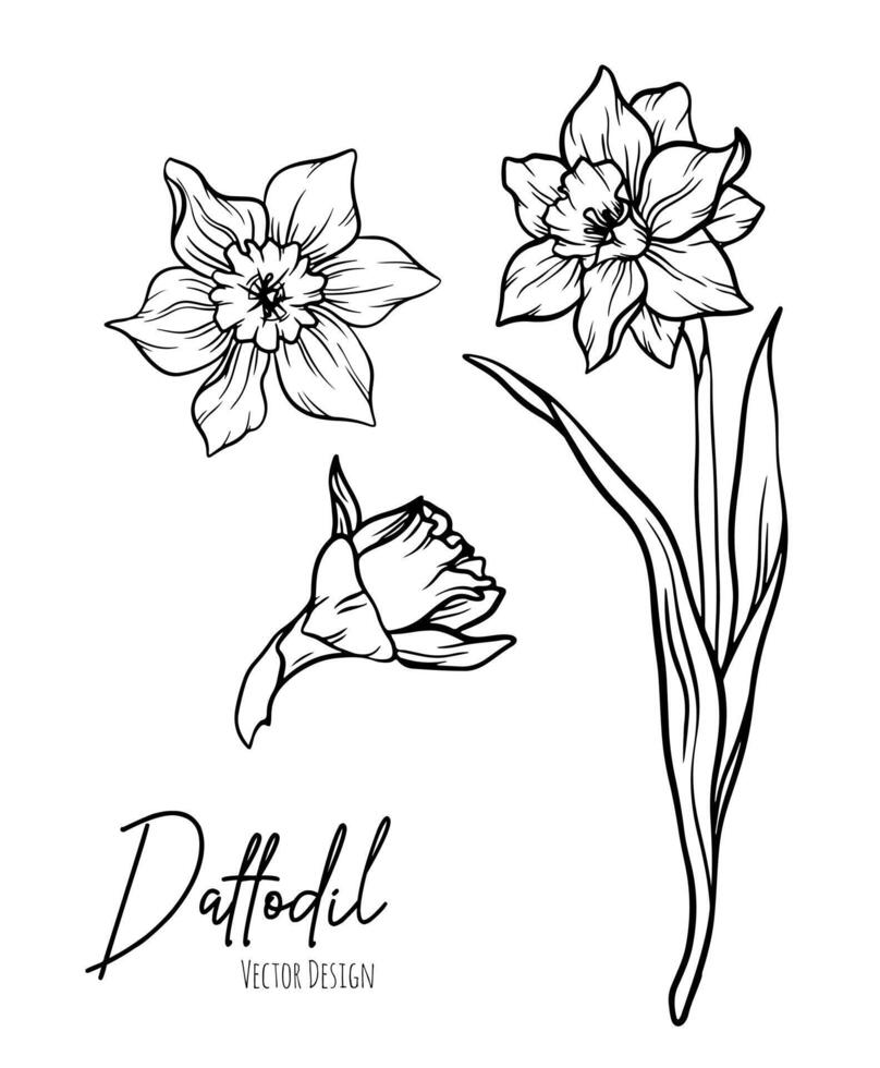 Botanical line art illustration of daffodil or narcissus flowers for wedding invitation and cards, logo design, web, social media and poster, template, advertisement, beauty and cosmetic industry. vector