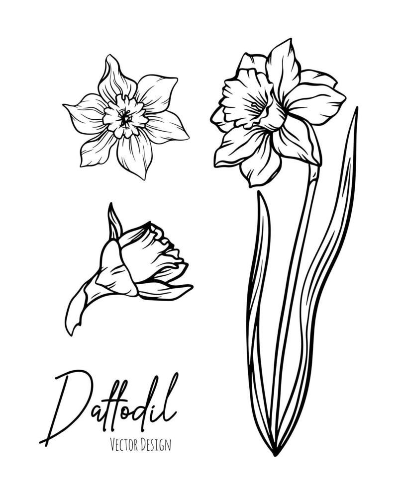 Botanical line art illustration of daffodil or narcissus flowers for wedding invitation and cards, logo design, web, social media and poster, template, advertisement, beauty and cosmetic industry. vector