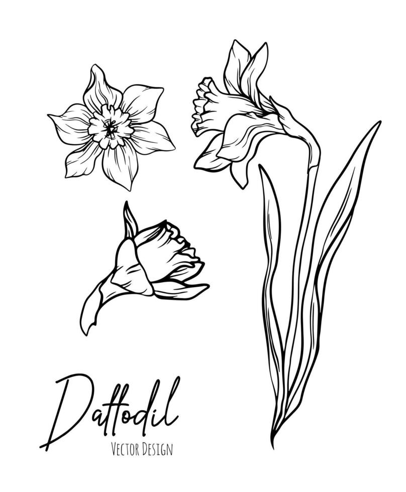 Botanical line art illustration of daffodil or narcissus flowers for wedding invitation and cards, logo design, web, social media and poster, template, advertisement, beauty and cosmetic industry. vector