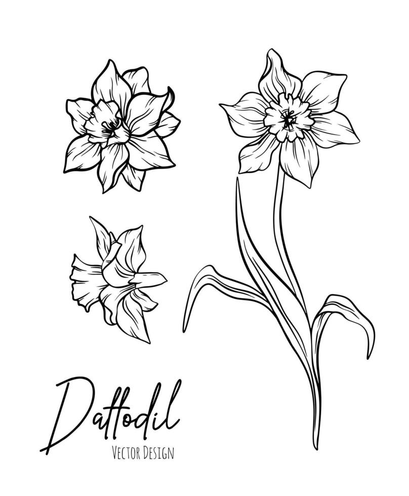 Botanical line art illustration of daffodil or narcissus flowers for wedding invitation and cards, logo design, web, social media and poster, template, advertisement, beauty and cosmetic industry. vector