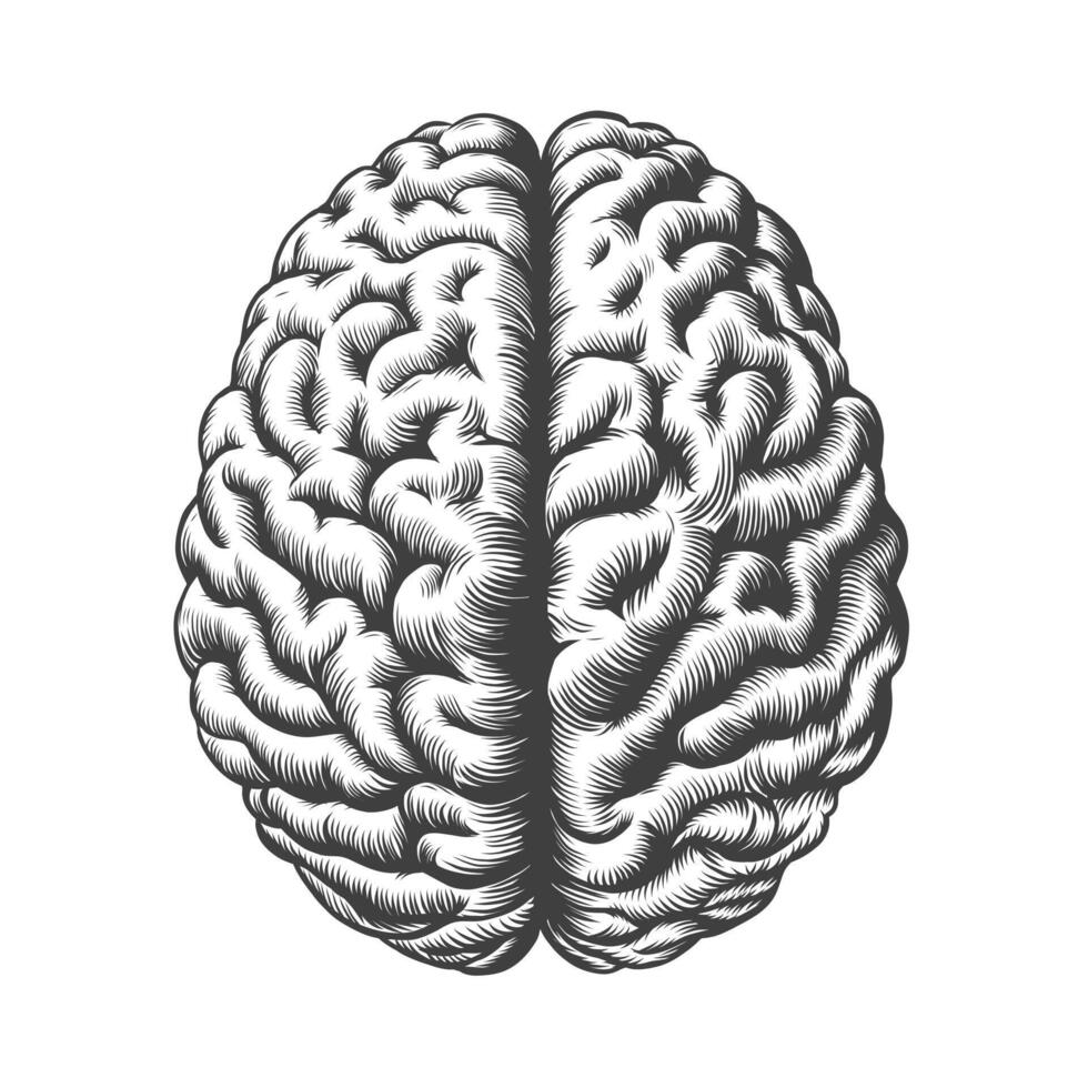 monocromo Clásico grabado humano cerebro ilustración en frente ver aislado en blanco antecedentes. negro y blanco mano dibujado cerebro bosquejo vector