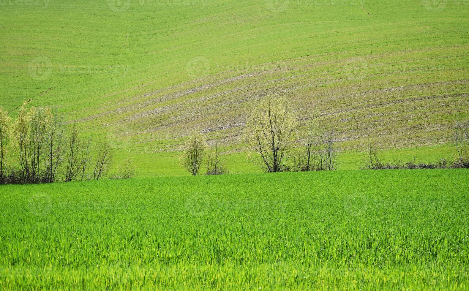 The Tuscanian hills photo