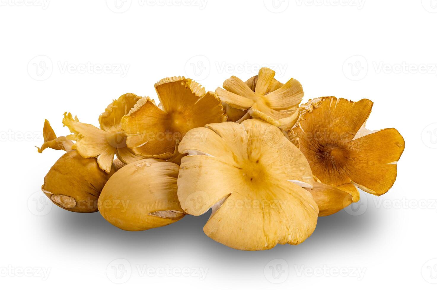 Pile of fresh termite mushroom isolated on white background with clipping path. The mushroom are cultivated by termites by means of a complex natural process that takes place underground. photo
