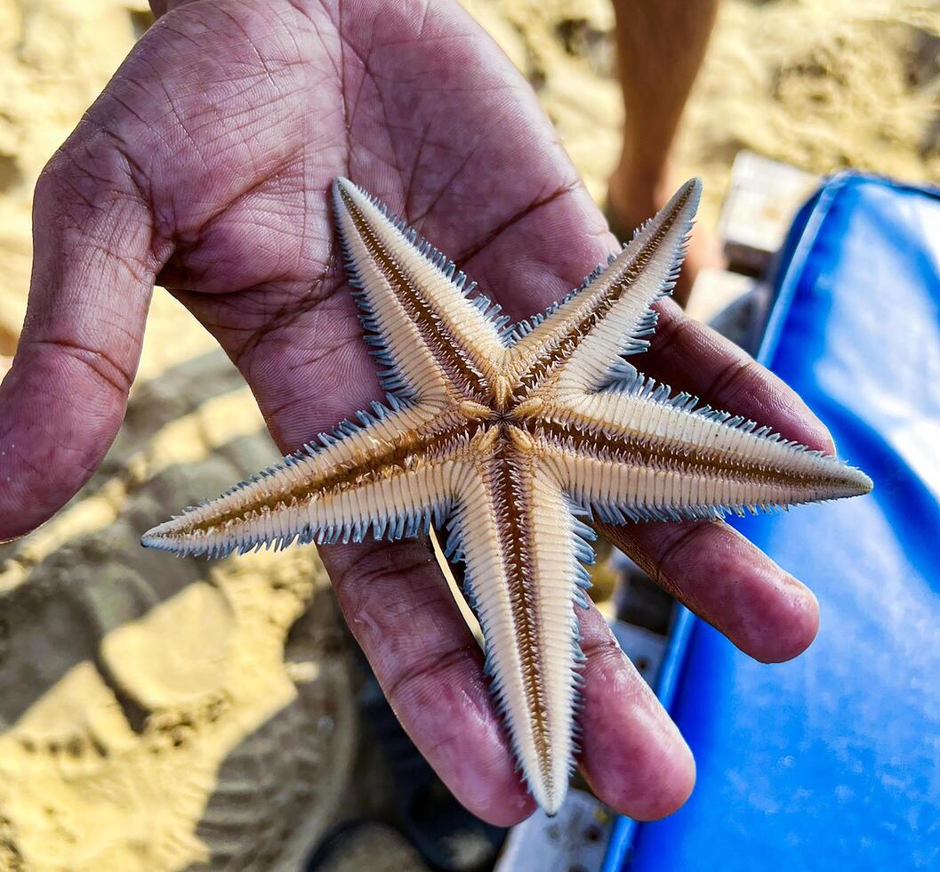 atrapando estrella de mar desde el mar foto