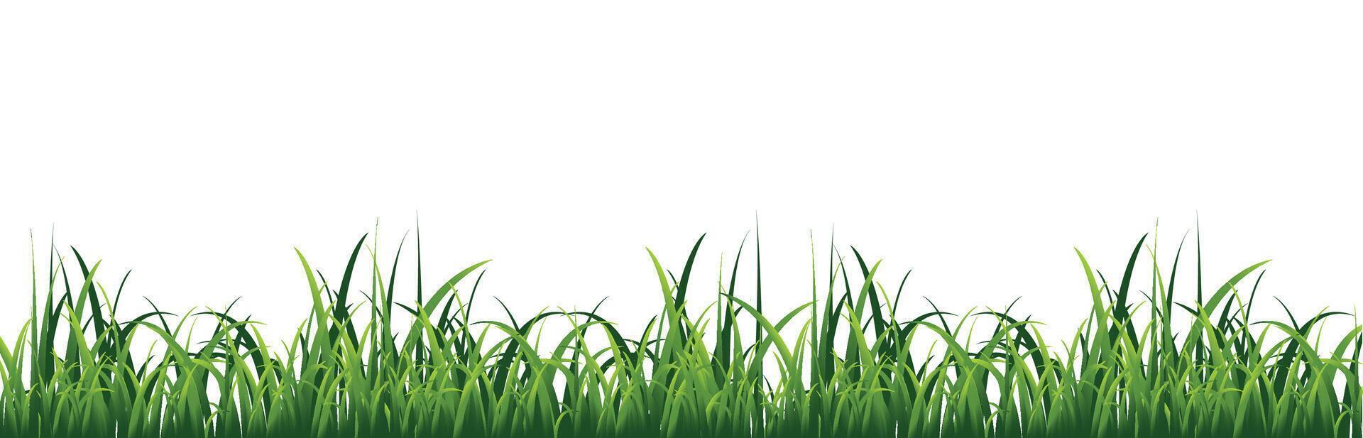 Green grass on a white background. Vector graphics