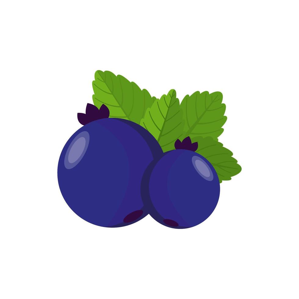 Blueberries with mint on a white background. Berries Vector graphics