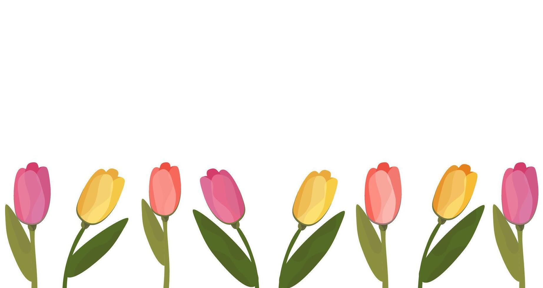 Multicolored tulips on a white background. Banner with tulips. Vector graphics