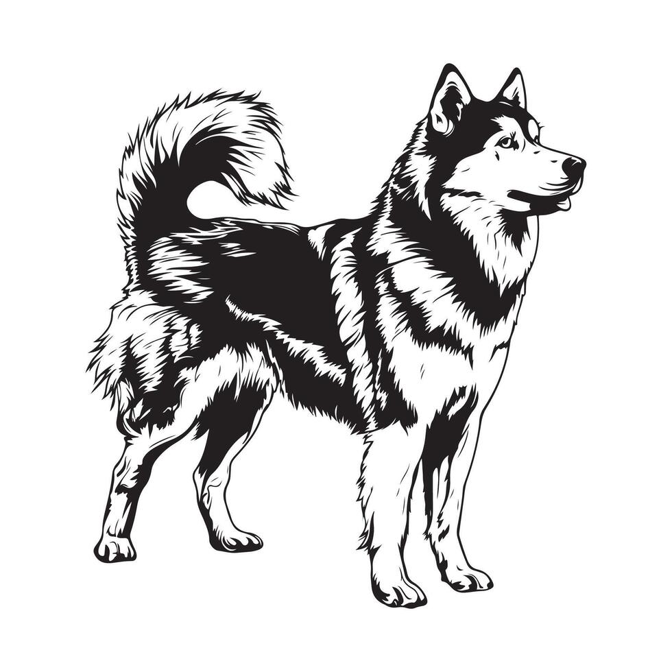 Black and White Alaskan Malamute Stock Vector - Illustration of malamute
