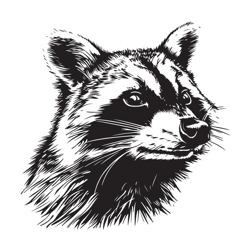 Raccoon Head Vector Image , Icons, and Graphics illustration of a Raccoon
