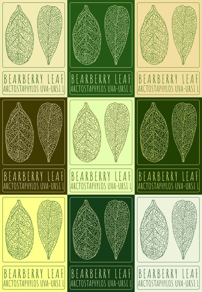 Set of vector drawing BEARBERRY LEAF in various colors. Hand drawn illustration. The Latin name is ARCTOSTAPHYLOS UVA-URSI L.