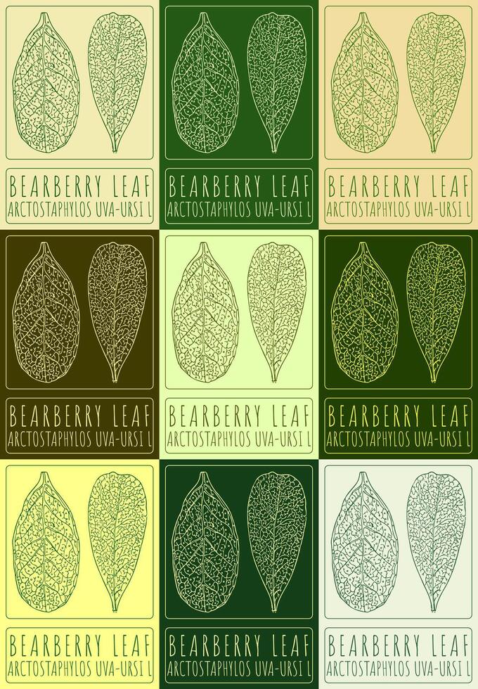 Set of vector drawing BEARBERRY LEAF in various colors. Hand drawn illustration. The Latin name is ARCTOSTAPHYLOS UVA-URSI L.