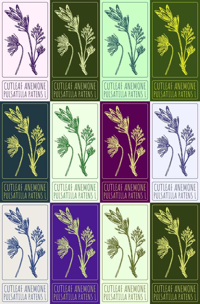 Set of vector drawing CUTLEAF ANEMONE in various colors. Hand drawn illustration. The Latin name is PULSATILLA PATENS L.