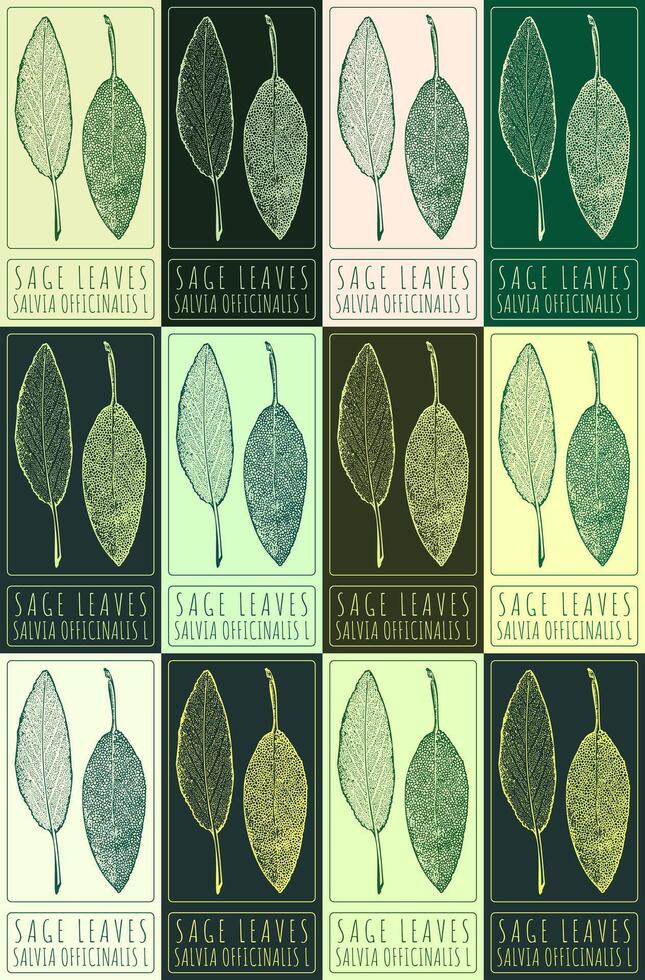 Set of vector drawing SAGE LEAVES in various colors. Hand drawn illustration. The Latin name is SALVIA OFFICINALIS L.