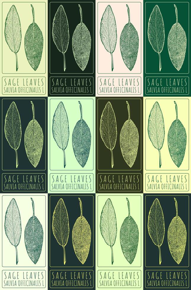 Set of vector drawing SAGE LEAVES in various colors. Hand drawn illustration. The Latin name is SALVIA OFFICINALIS L.