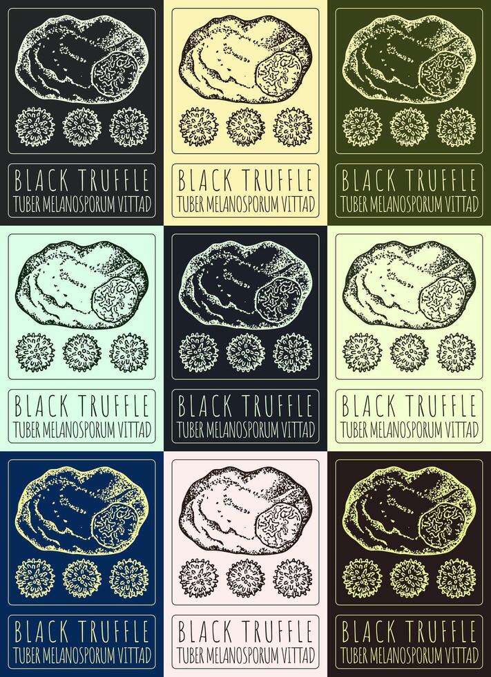 Set of vector drawing BLACK TRUFFLE  in various colors. Hand drawn illustration. The Latin name is TUBER MELANOSPORUM VITTAD.