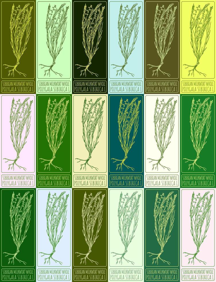 Set of vector drawing POLYGALA SIBIRICA in various colors. Hand drawn illustration. The Latin name is Polygala sibirica L.