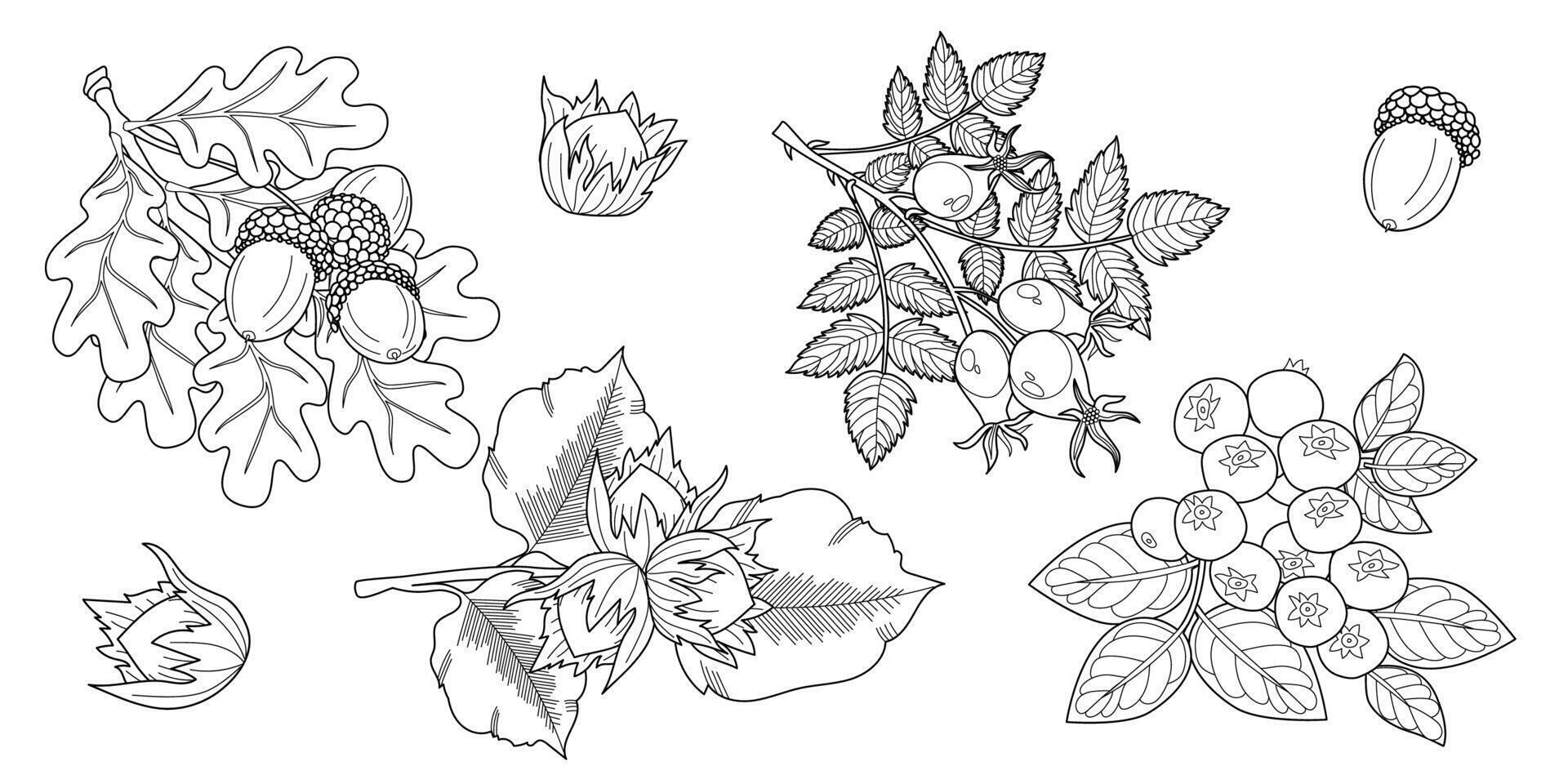 Set of branches with leaves. Oak, hazelnut, blueberry, dog rose. vector