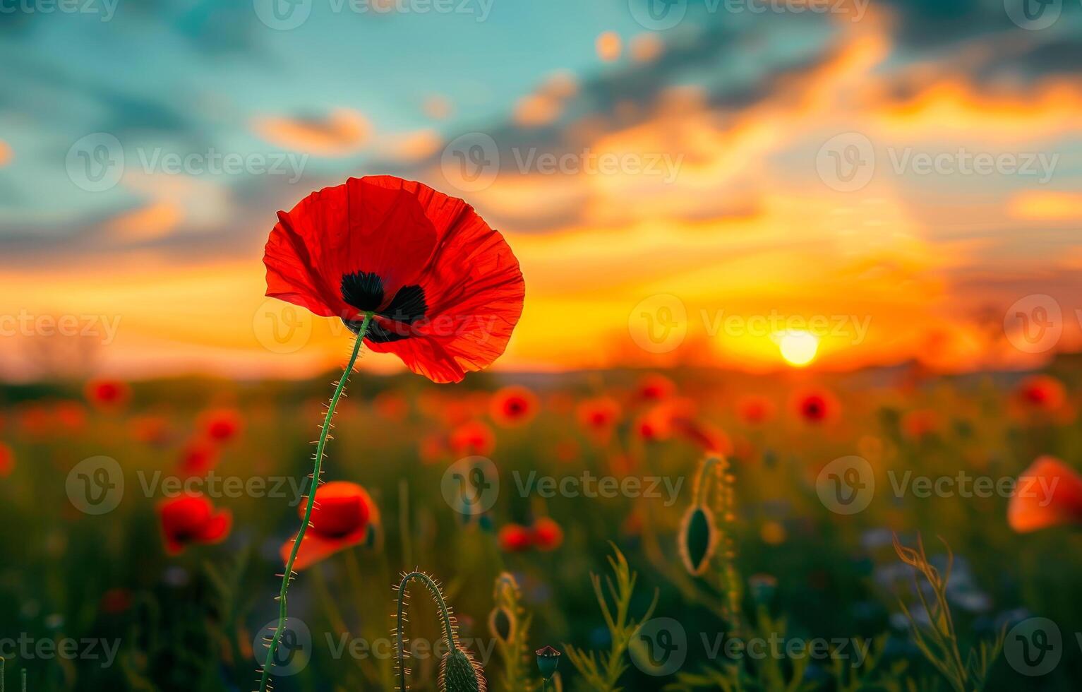 AI generated Red poppy field. A red poppies in the field in evening light photo