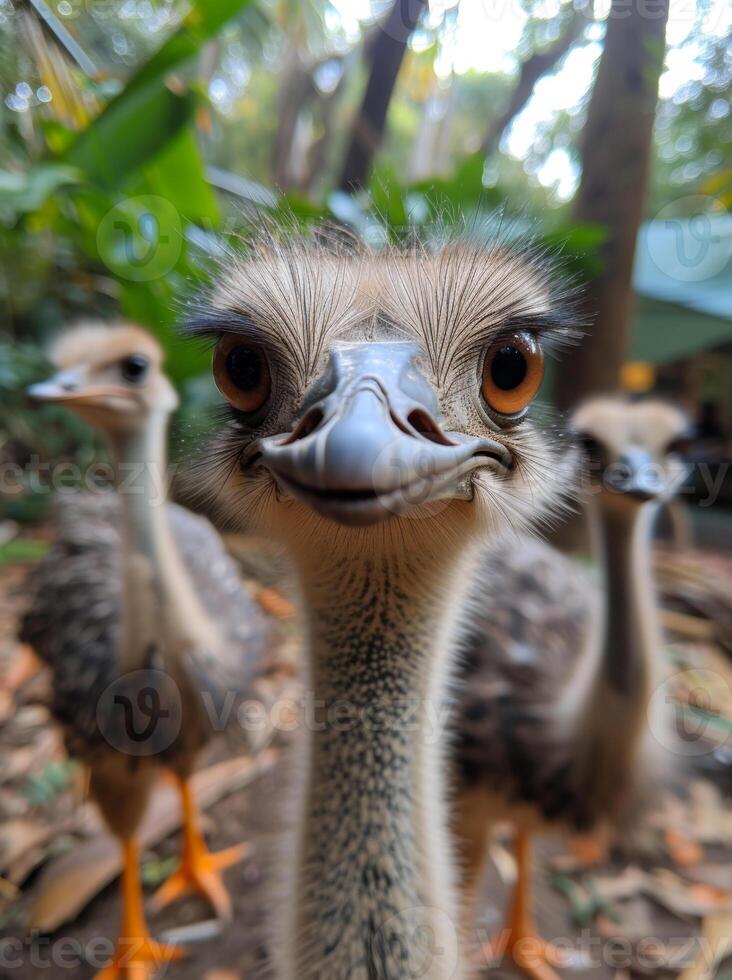 AI generated Ostrich is flightless bird native to Africa photo