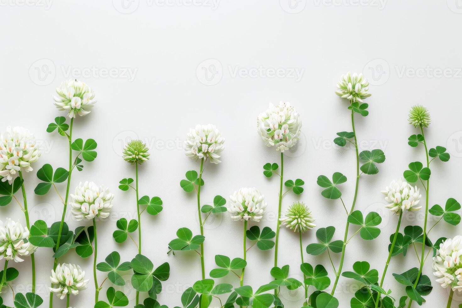 AI generated Clover flowers and green leaves on white background top view photo