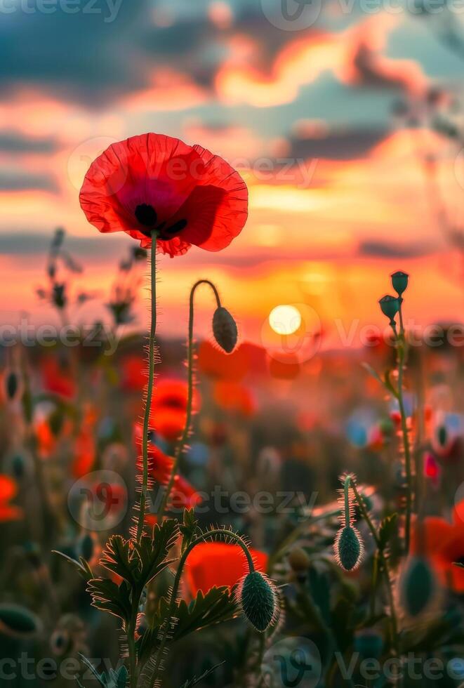 AI generated Red poppies in the field in evening light. beautiful nature background at sunset photo