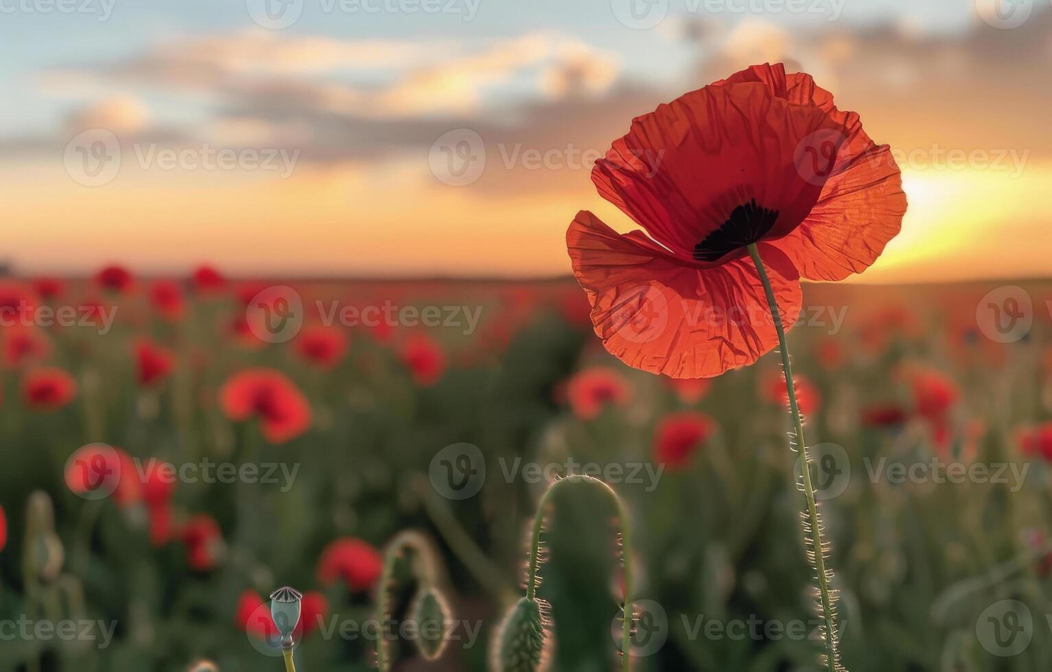 AI generated Red poppies in the field at sunset photo