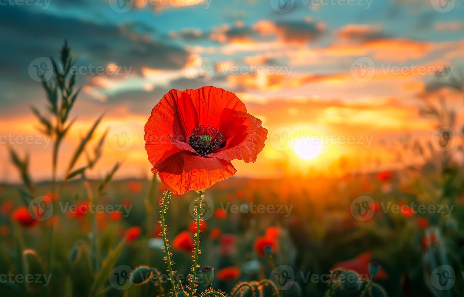 AI generated Red poppy in the field at sunset photo
