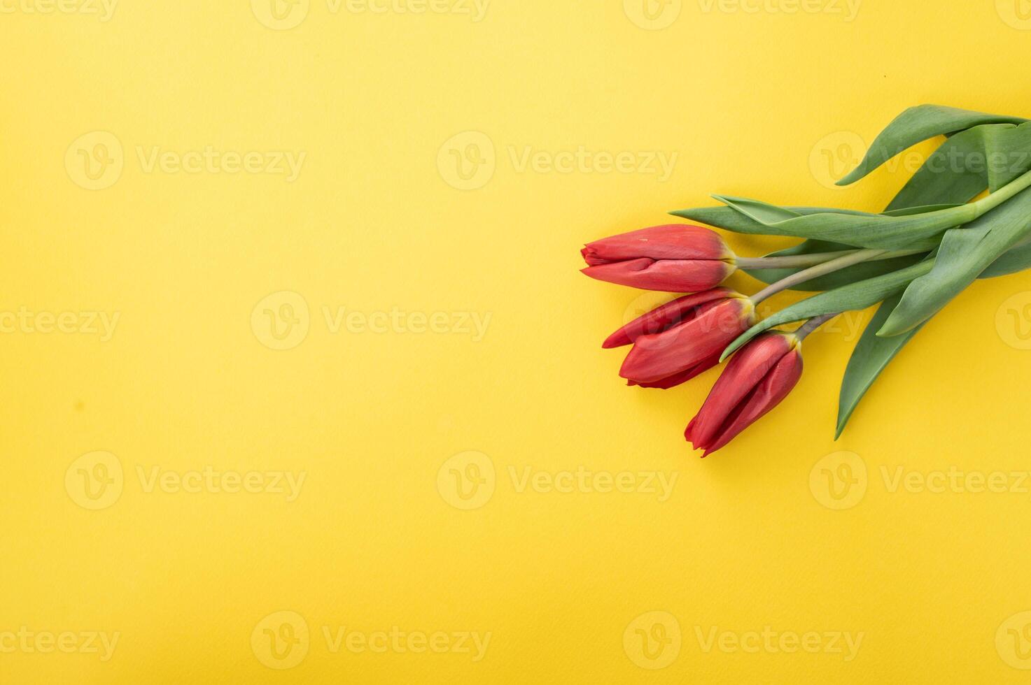 Red tulips with green leaves lie on a yellow background photo