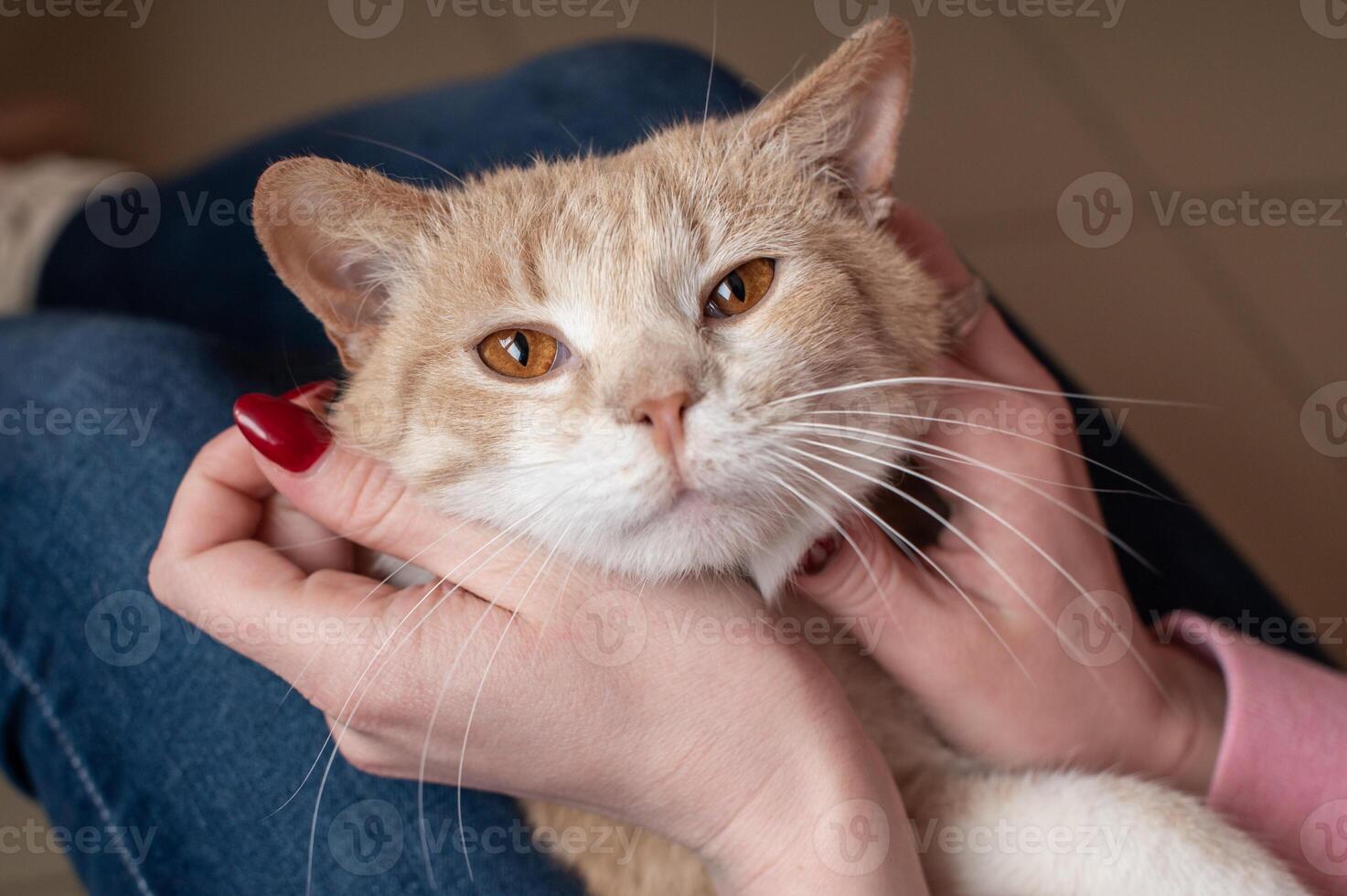A cute red cat lies in the hands of the hostess, stroking a cat with a long mustache, top view photo