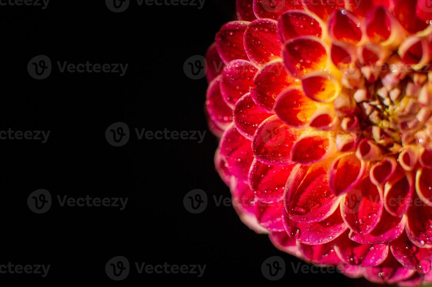 Macro shot of a red dahlia flower with water droplets. photo