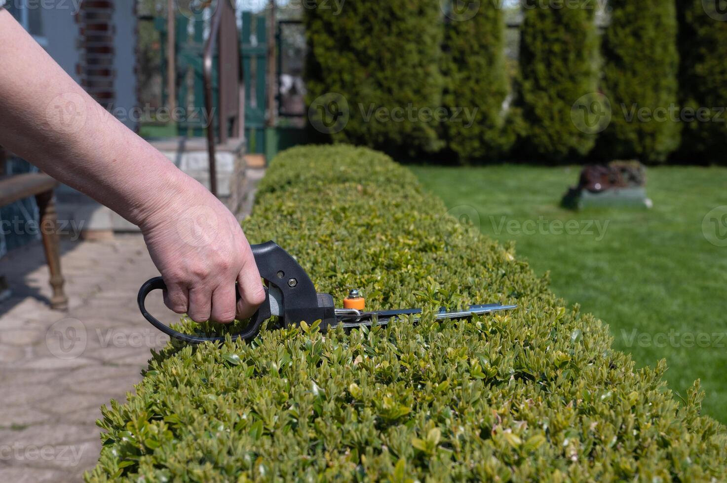 utilizar jardín tijeras a cortar verde arbustos en el jardín en el trama durante el día en verano foto