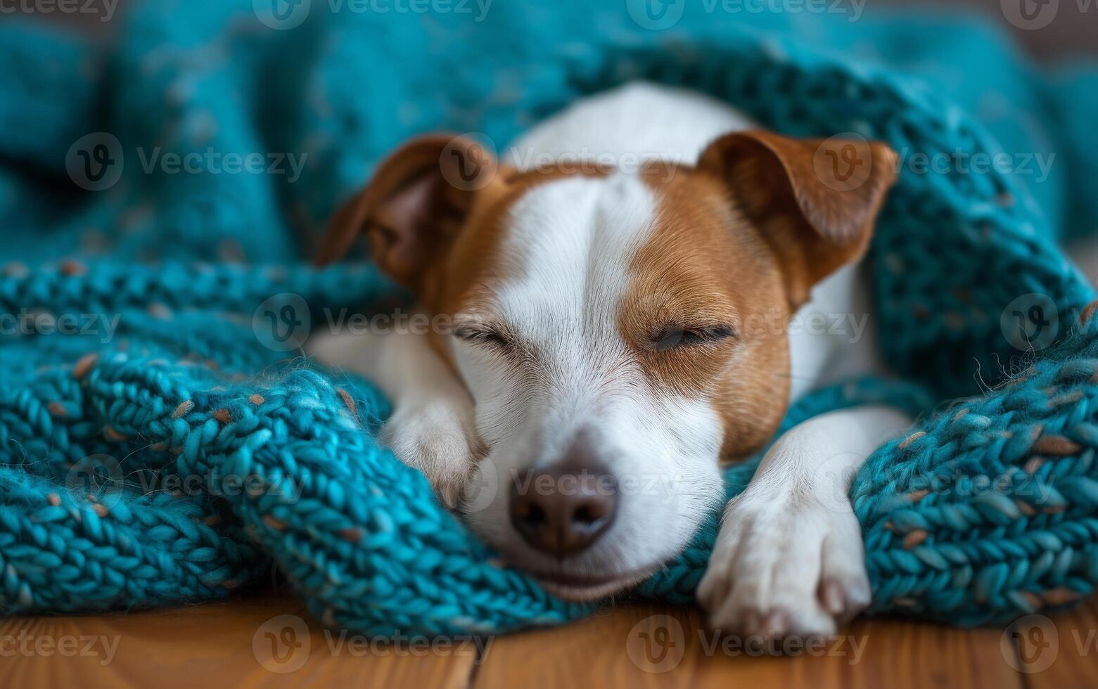 AI generated Close up of a peaceful Jack Russell Terrier sleeping soundly, curled up in a cozy teal knitted blanket photo