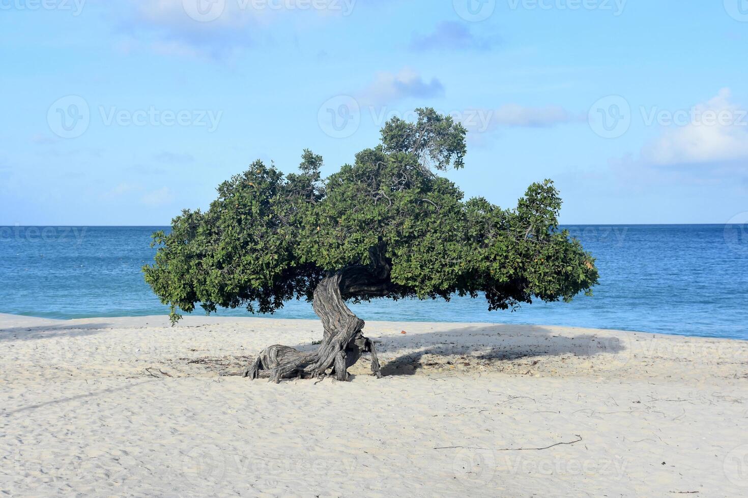 Lovely View of a Watapana Tree on the Beach photo