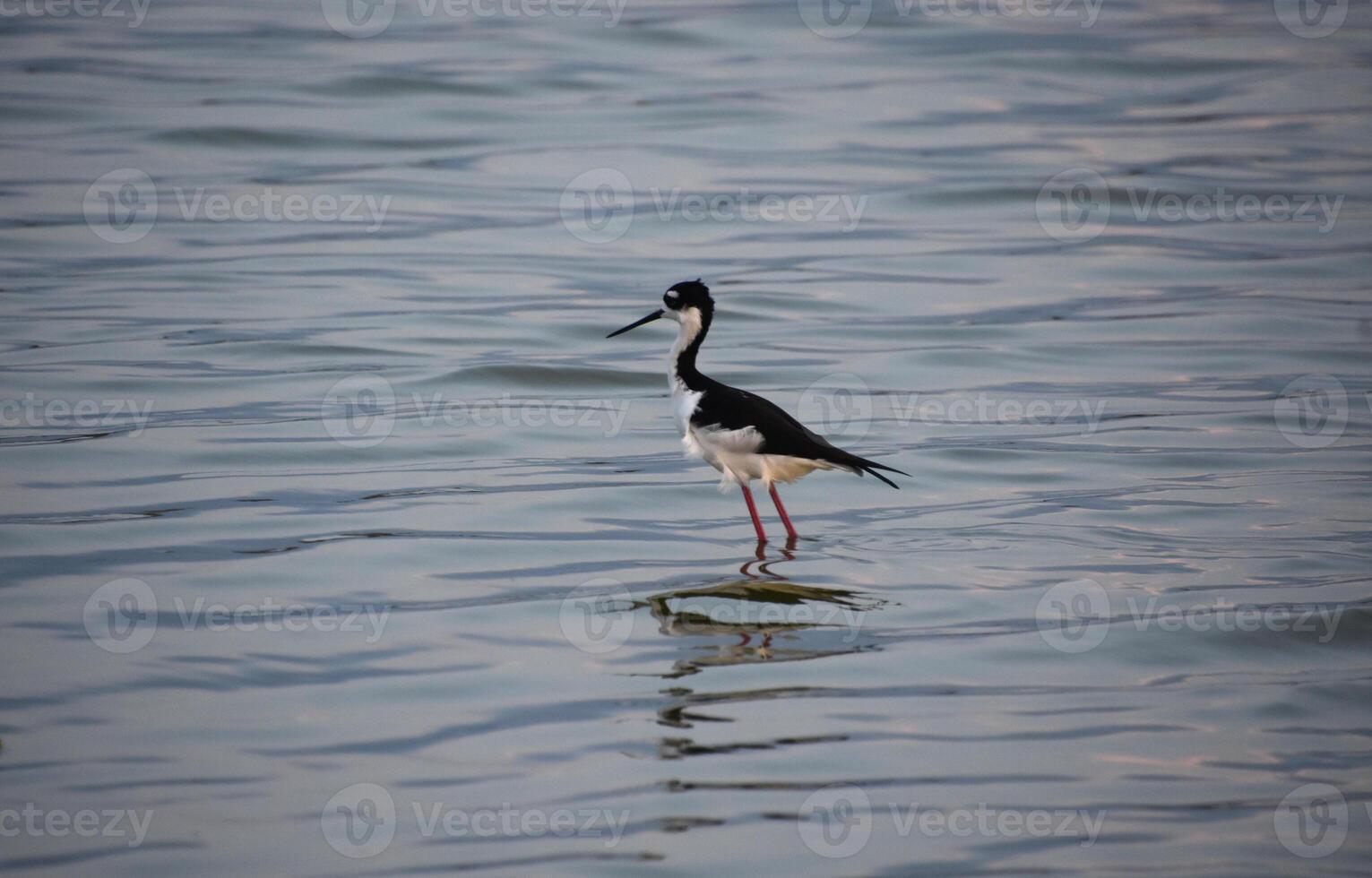 Ruffled Feathers on a Black Neck Stilt in Shallow Water photo