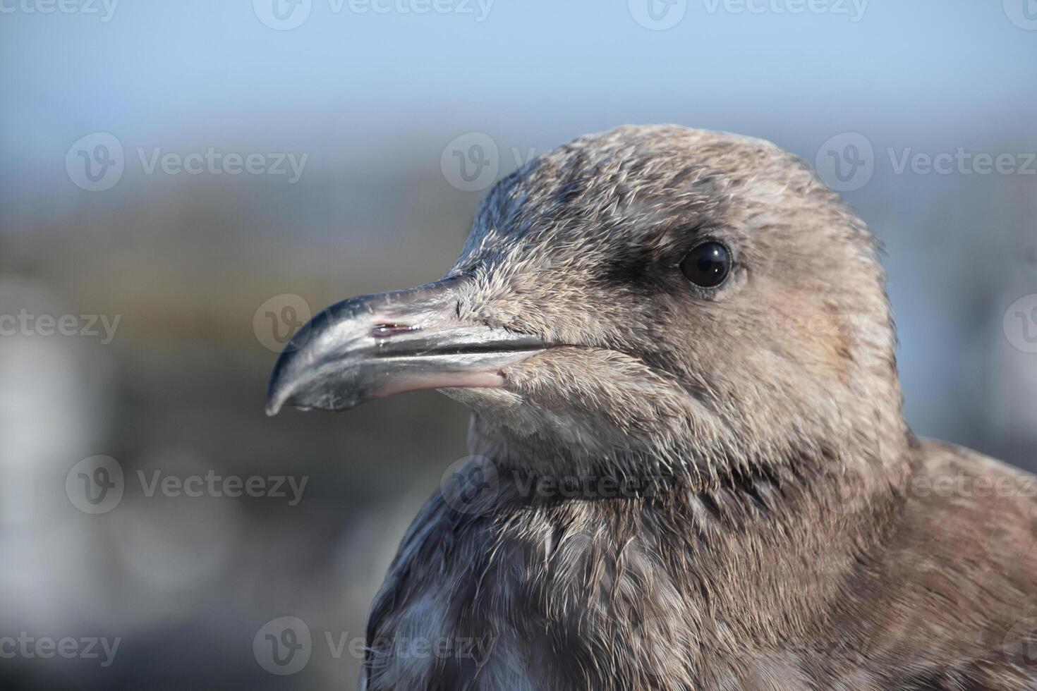 Looking into the Face of a Large Grey Seagull photo