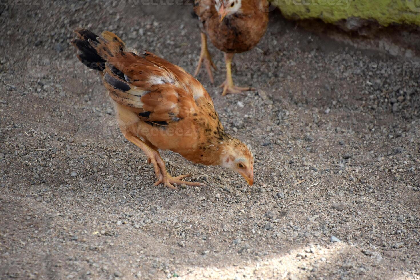 Small Cute Baby Chick Pecking the Earth photo