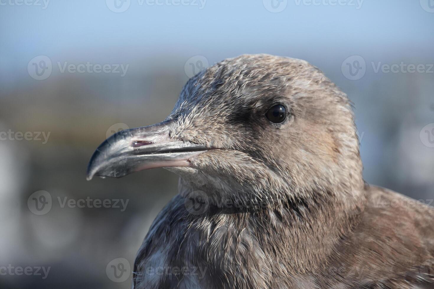 Pointed Beak on a Gray Seagull Close Up photo