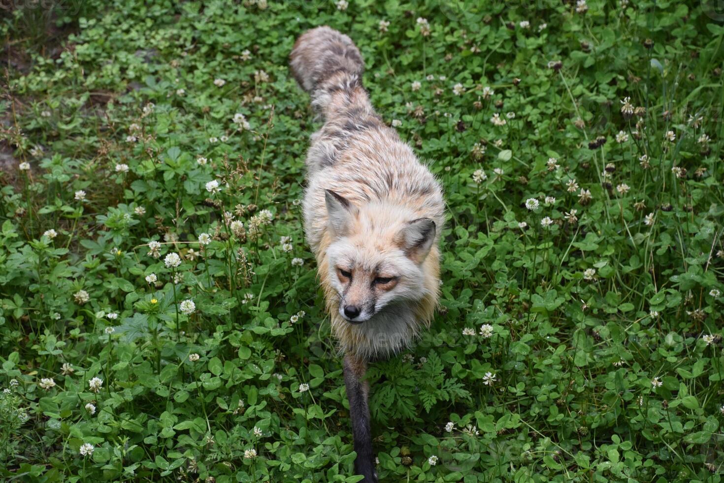 Red Fox Prowling through a Bunch of Clover photo