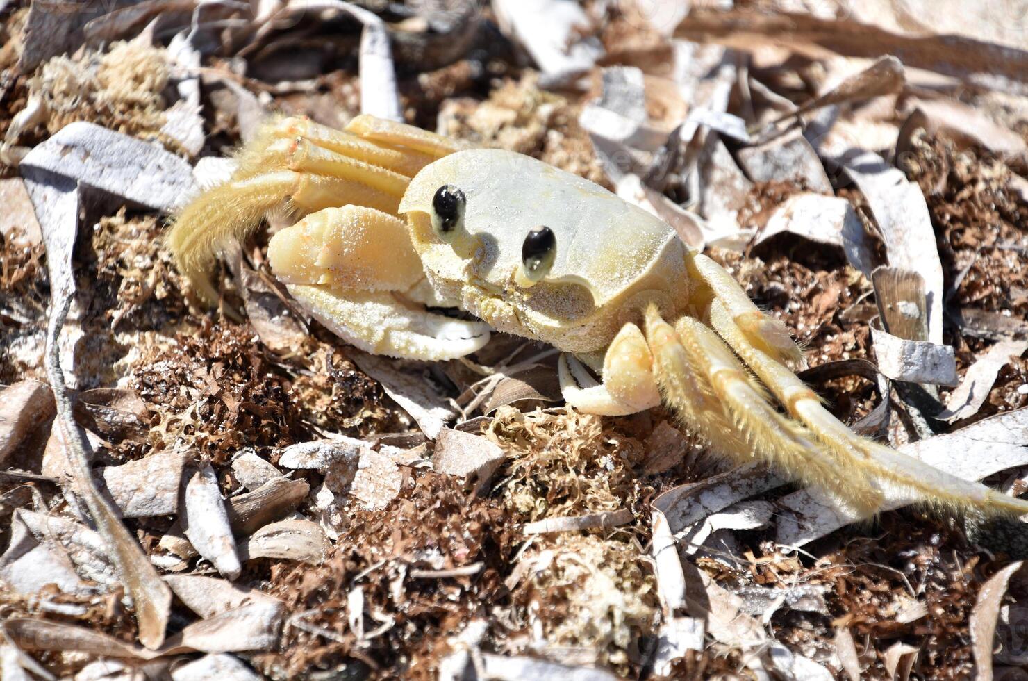 Direct Look into the Face of a Ghost Crab photo