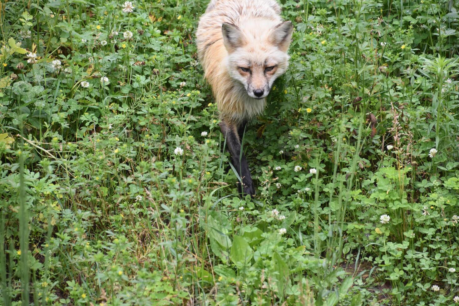 mirando dentro el cara de un pavoneo rojo zorro foto