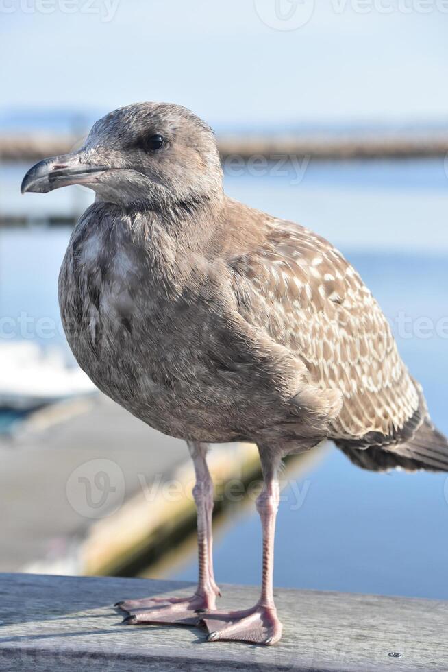 Gray Seagull Standing on a Rail over the Harbor photo